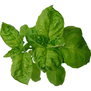 Spinach PNG-79136